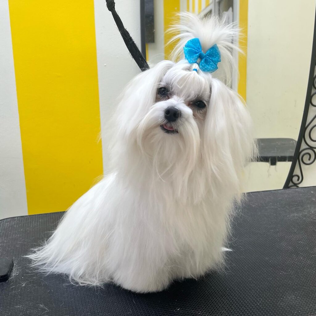 ישראפט - Me Amore grooming academy & dog spa