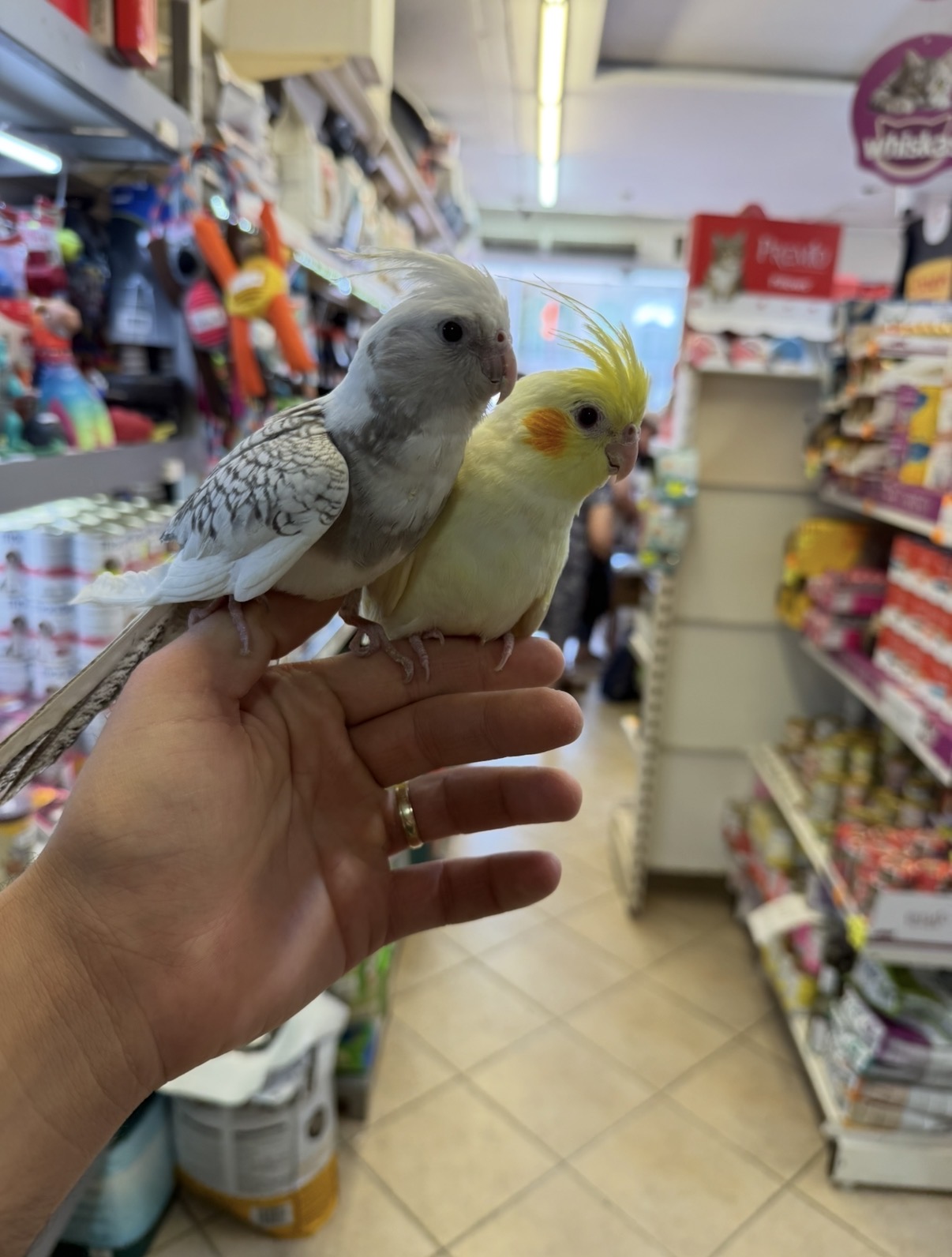 מאיה פט בע״מ