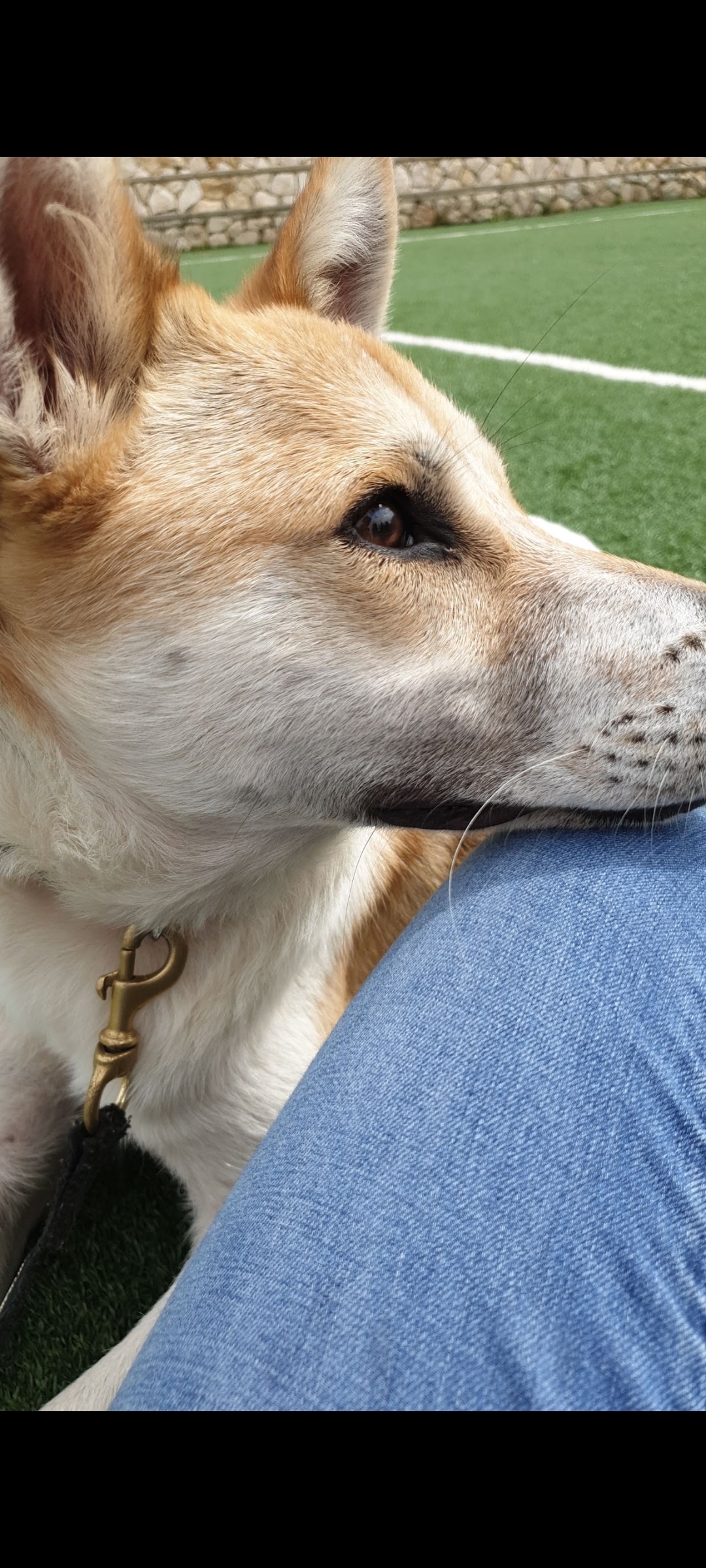 Vales Dog Therapy