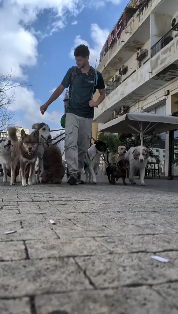 WEDOG – להקות אילוף
