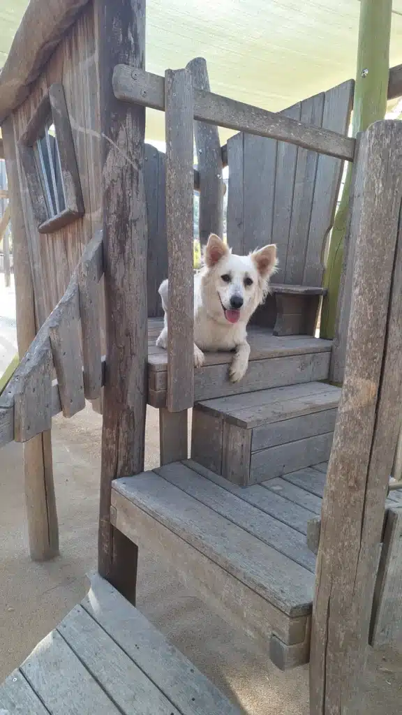 Vales dog training